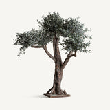 Olivo Wood Plant - Maison Rêves UK