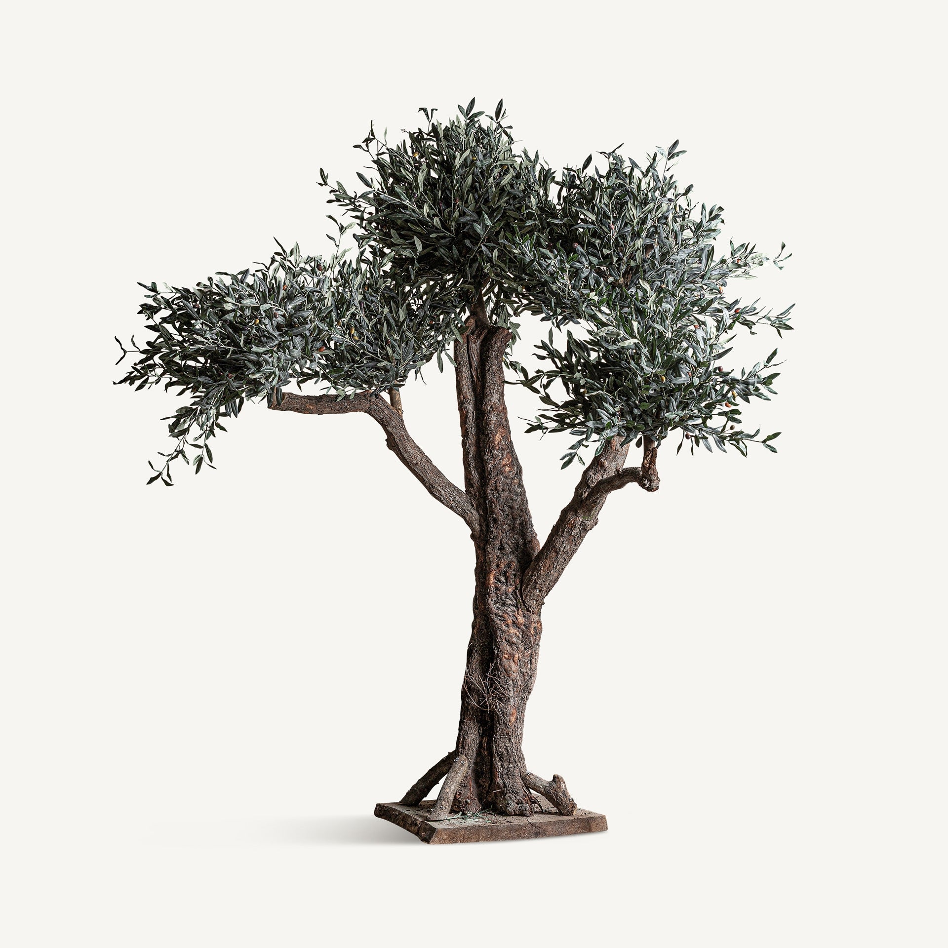Olivo Wood Plant - Maison Rêves UK