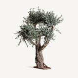 Olivo Wood Plant - Maison Rêves UK
