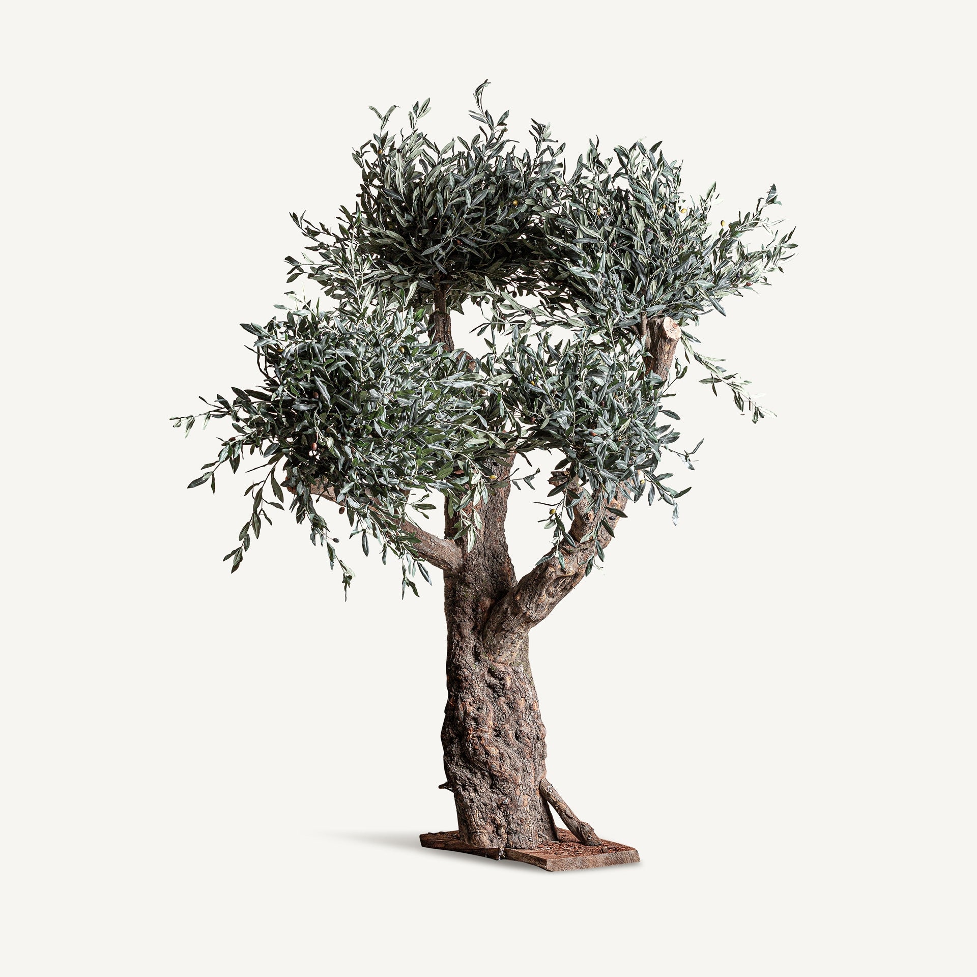 Olivo Wood Plant - Maison Rêves UK