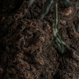 Olivo Wood Plant - Maison Rêves UK