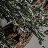 Olivo Wood Plant - Maison Rêves UK